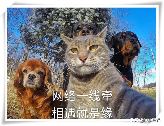 “情商”180，一只“社会”的小猫咪是怎么样炼成的？今天来教你