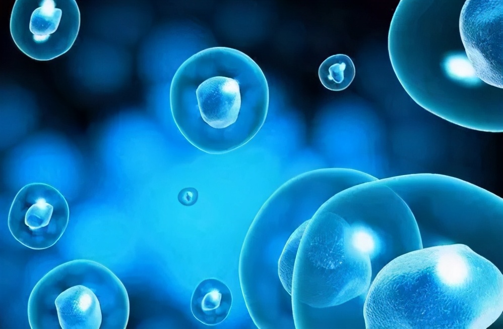 干细胞能治好慢性肾病吗,干细胞治疗肾病有哪些副作用