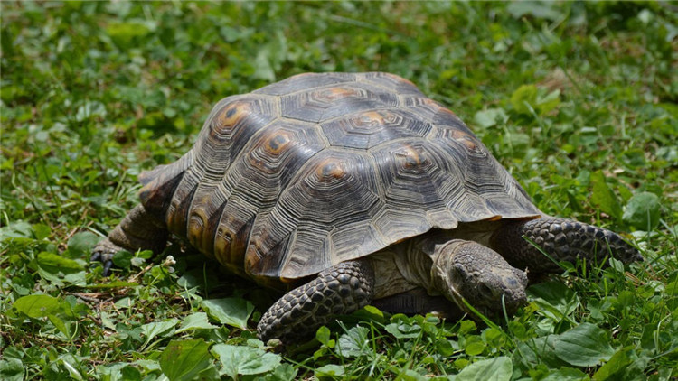 天气冷乌龟不吃食,乌龟冬天不吃食怎么办