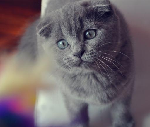 铲屎官不勤铲屎对猫咪危害,给猫咪铲屎它为什么会进猫砂盆