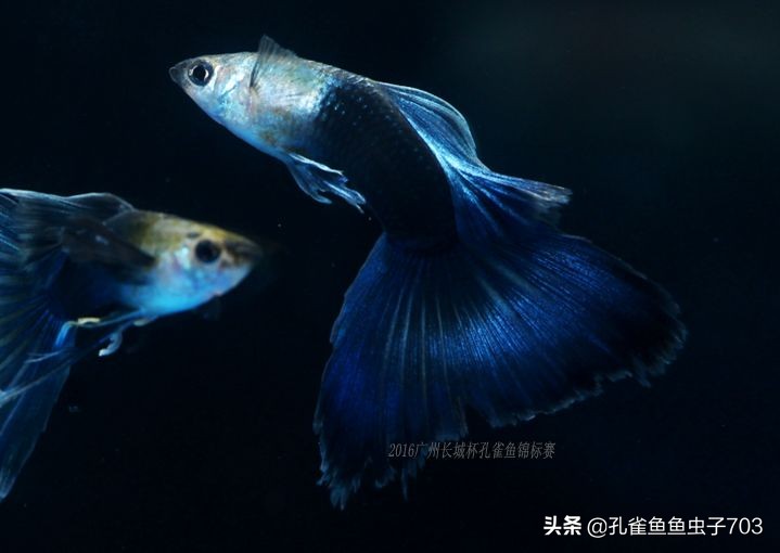 孔雀鱼要怎么买,买孔雀鱼注意哪些事项呢