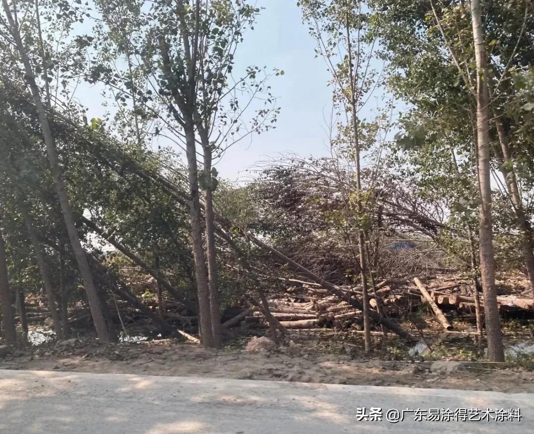 无情洪水难抵拳拳赤子心，颜彩无机壁材重建美丽校园