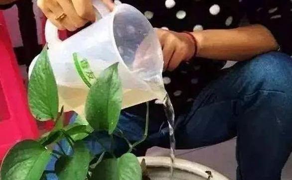 养花小妙招厨房垃圾变肥料,家里变废为宝的养花肥料