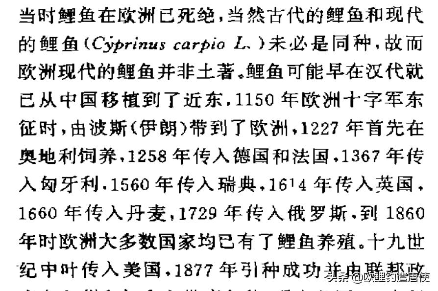 欧鲤钓适合中国吗,欧鲤钓入门