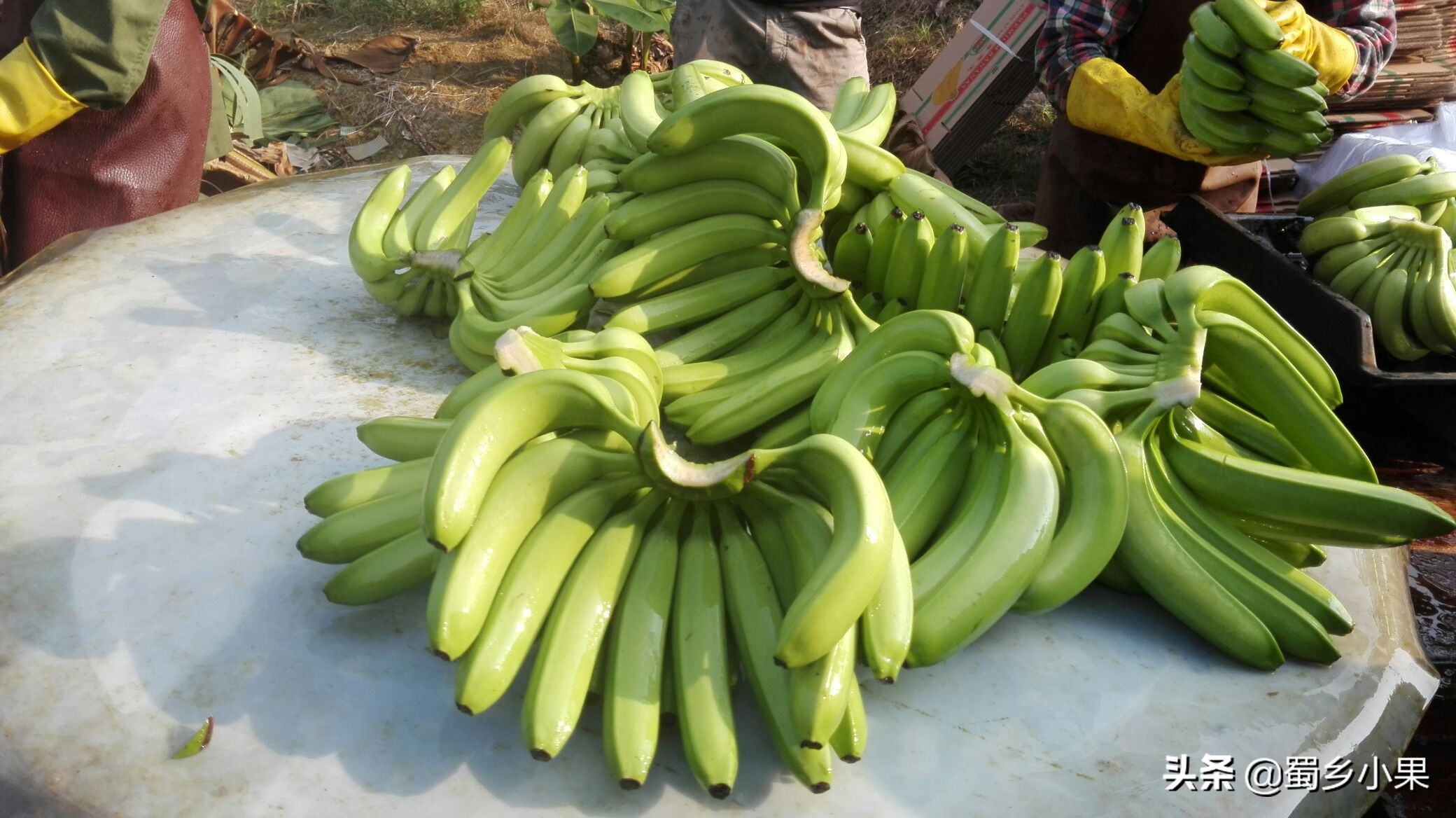香蕉有哪些形状,现在香蕉和已经灭绝的香蕉品种