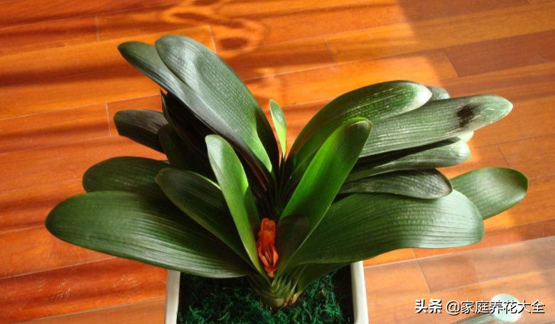 干湿循环土干到什么程度浇水,花盆土壤比较湿润需要浇水吗