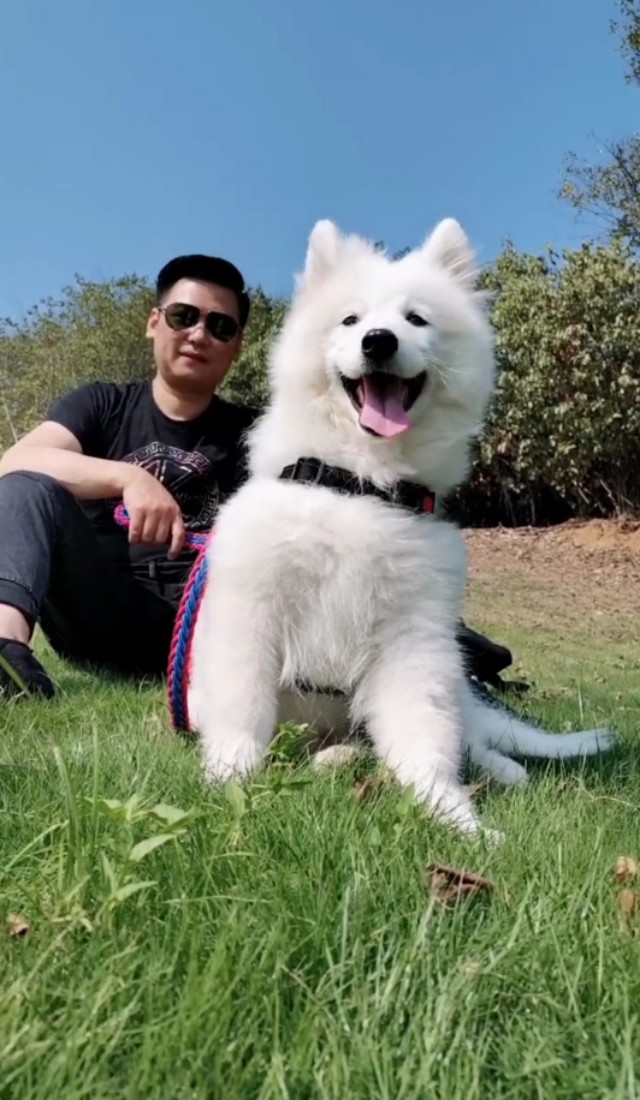 我家萨摩耶不吃蔬果,萨摩不吃狗粮但是吃肉