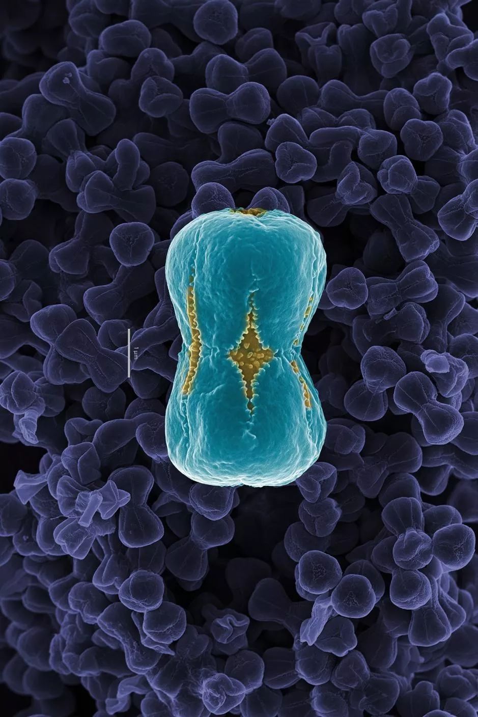 绉戠爺澹佺焊,绉戠爺浜虹殑鏂板勾澹佺焊