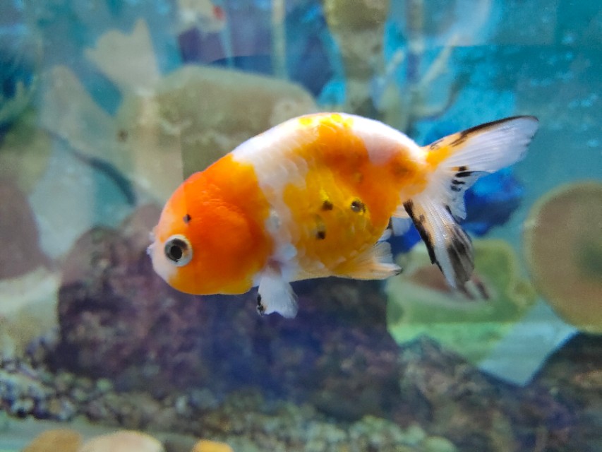 成都动物园游玩日记,成都动物园游玩心情