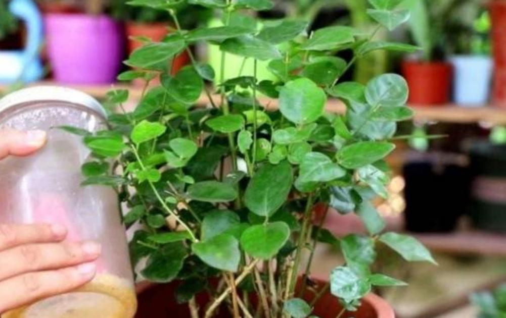 天冷了茉莉,茉莉怕冻怎么办