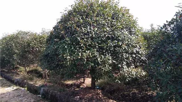 「苗木通新晋会员」湖州陈春耕：细节具体、价格适中、售后保障