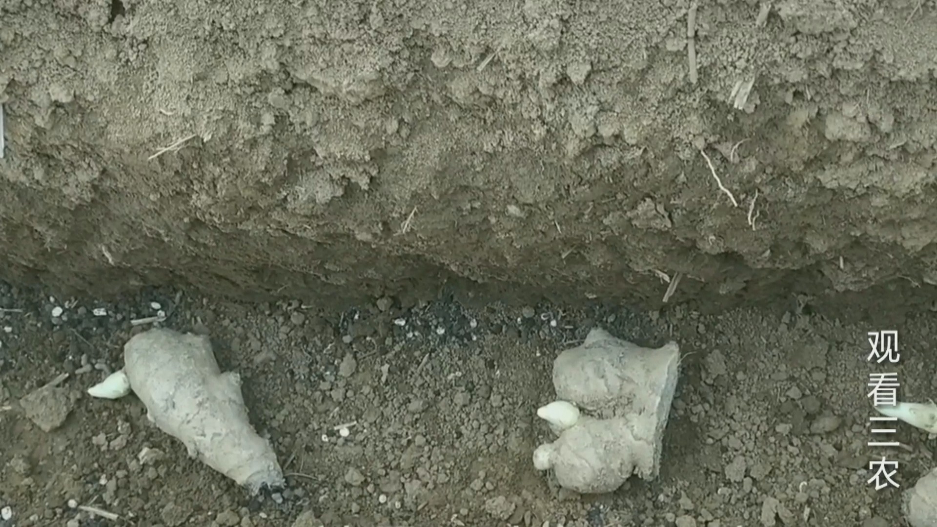 大姜下雨后怎么种植呢视频,种植大姜的正确方法和步骤