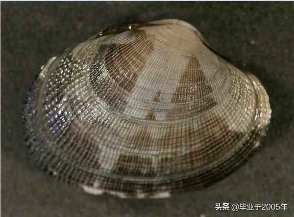 大连常见的海鲜美食都有哪些,大连海鲜吃货大全