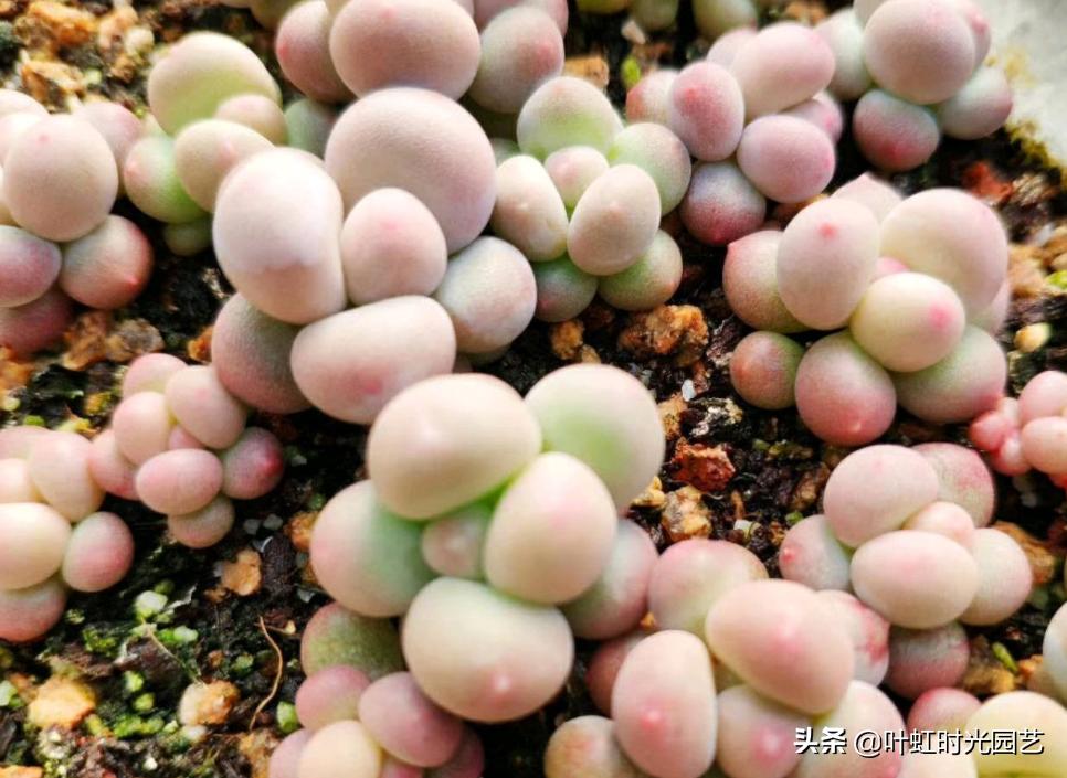 多肉长成一枝独秀,多肉繁殖一盆变两盆