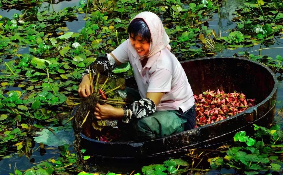 这“八仙”里,藏着最地道的江南味道