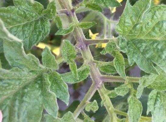 番茄苗期老叶发黄怎么回事,番茄生长点叶片枯黄了怎么办