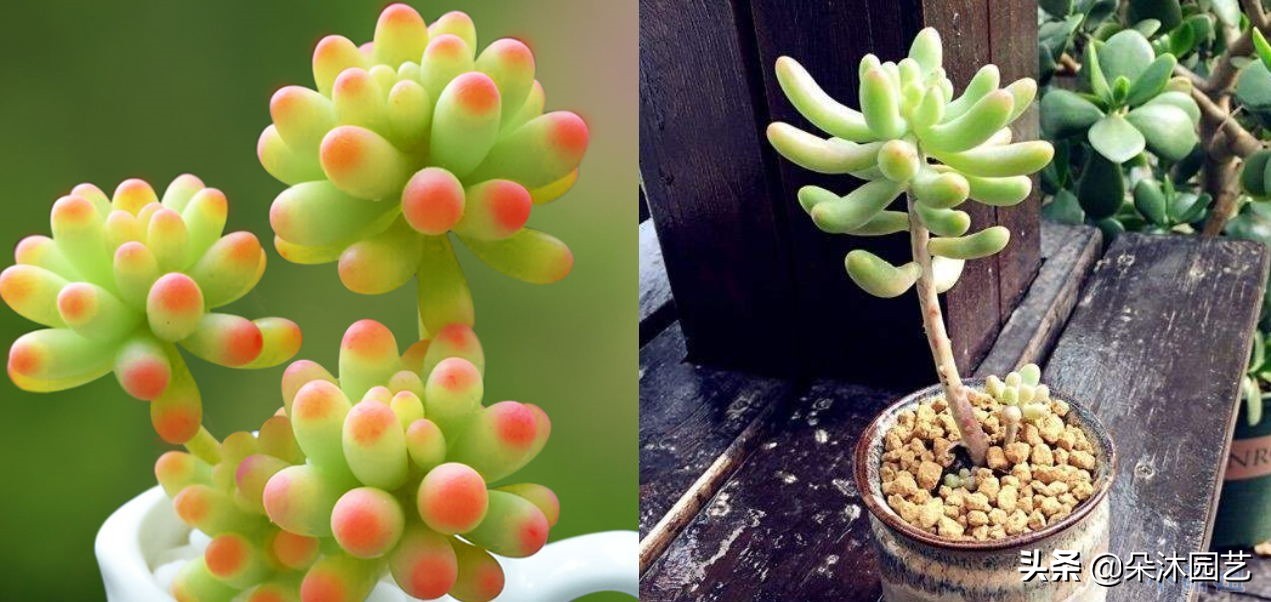 春天多肉徒长,春天多肉这样养爆盆不要太简单