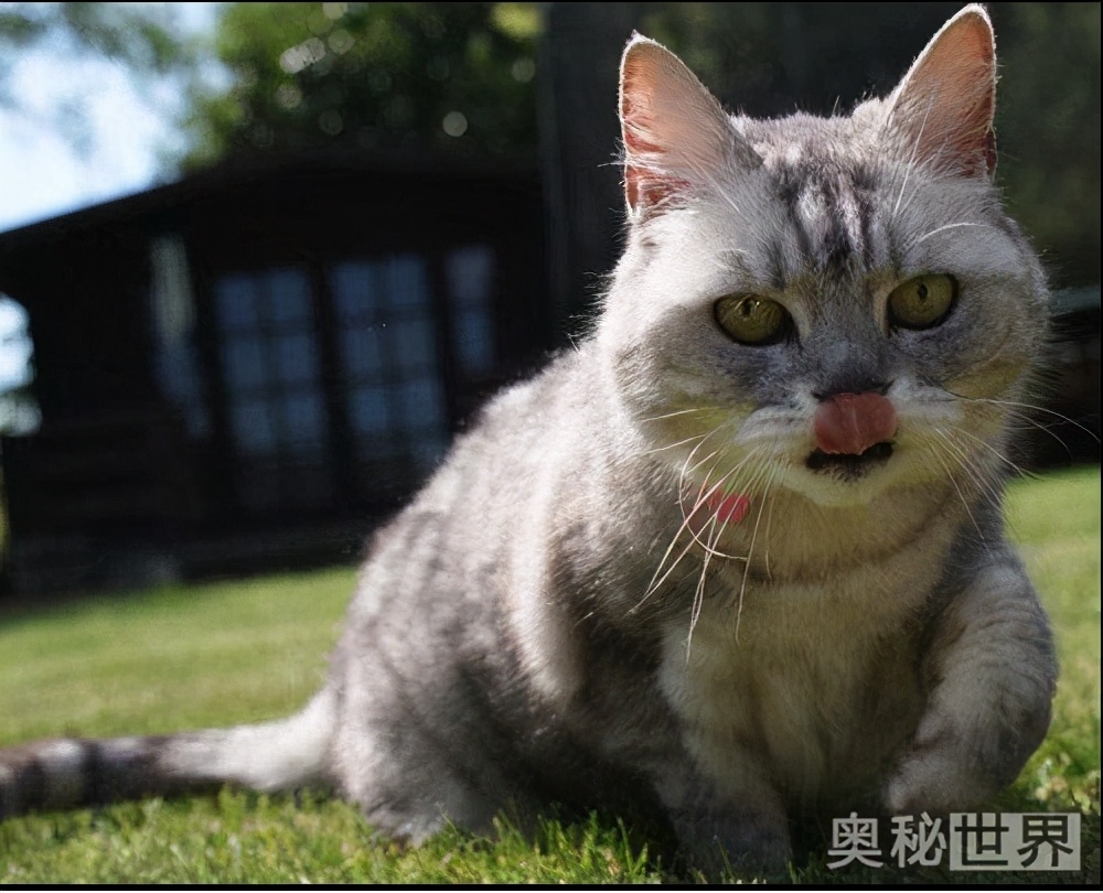 世界上最真实的小宠物图片,世界上最牛的小宠物图片