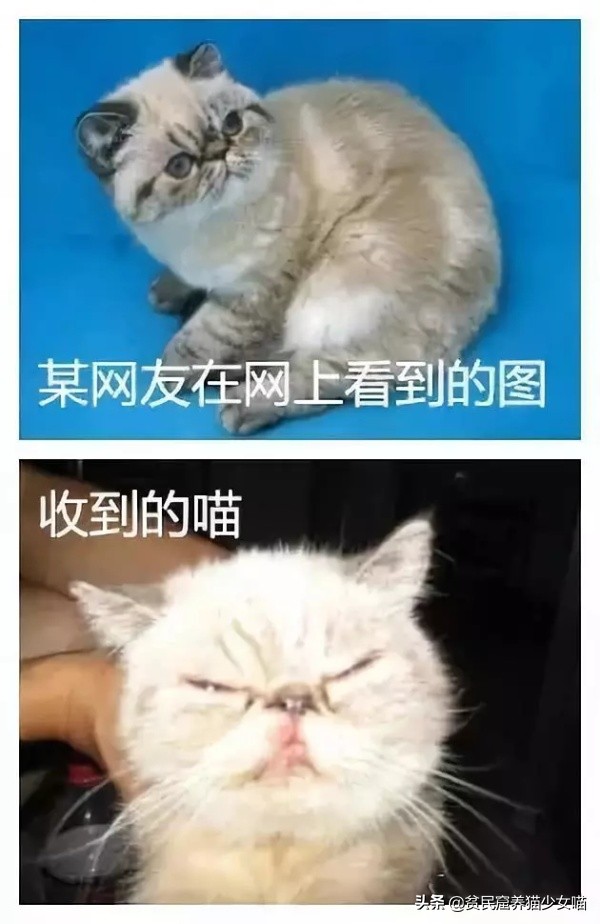 黑心商家曝光猫贩子,猫贩子骗局