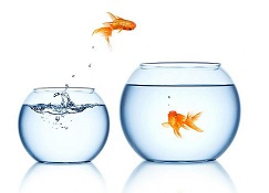 每天十条冷知识第61讲，狗不能吃海带？