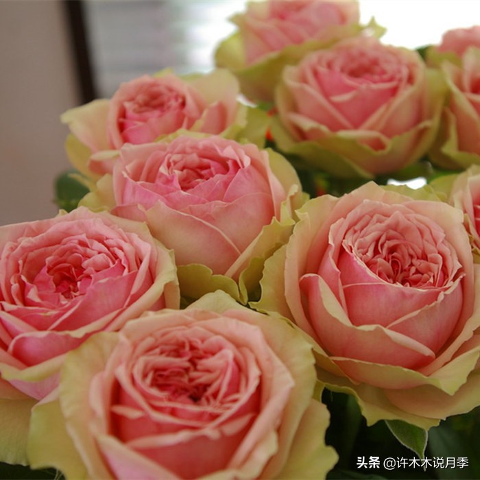 自己买玫瑰花种植,关于种植玫瑰花教程