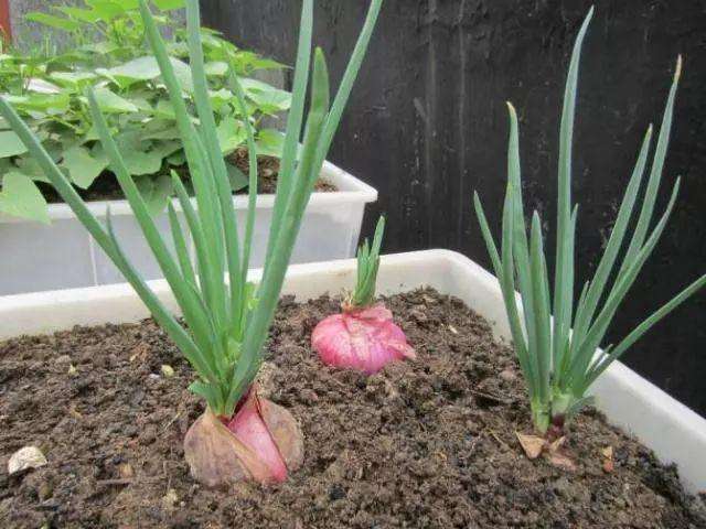 冬天养花用营养液吗,冬天养花养哪些植物好