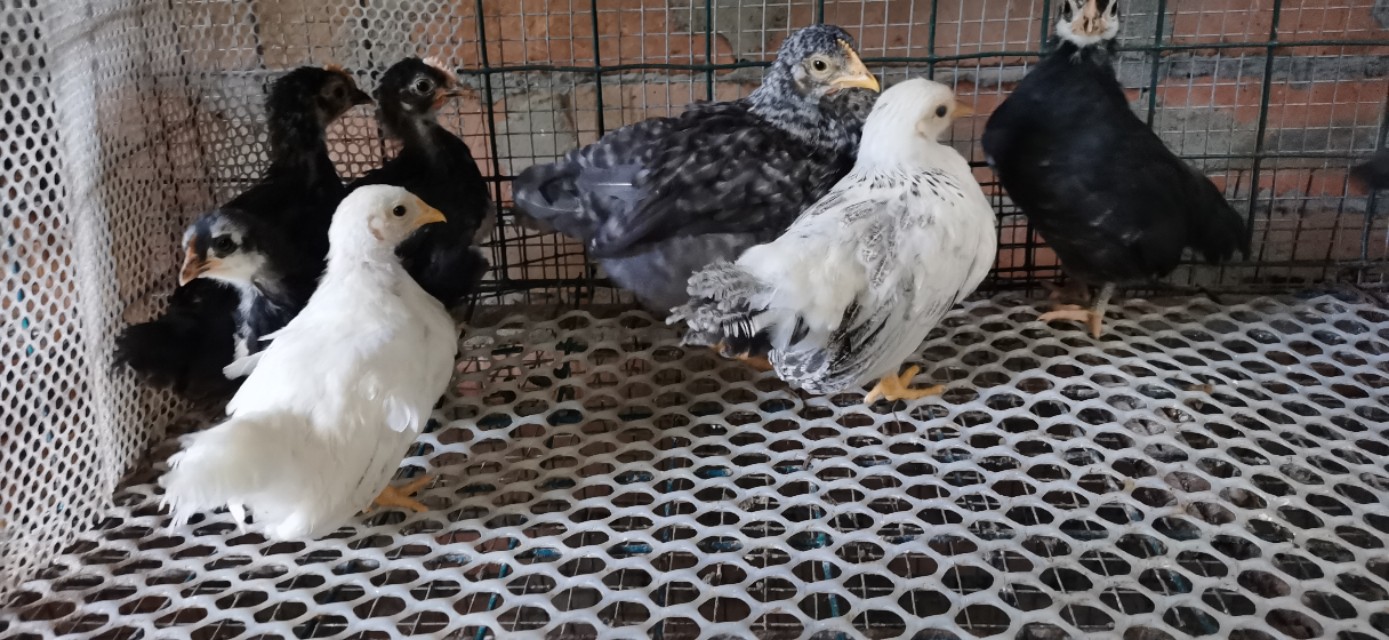 成都乌鸡养殖基地,大型观赏鸡养殖基地