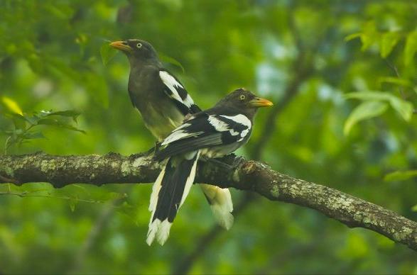 广东常见鸟类图谱和名称图文,东江揽胜鸟类