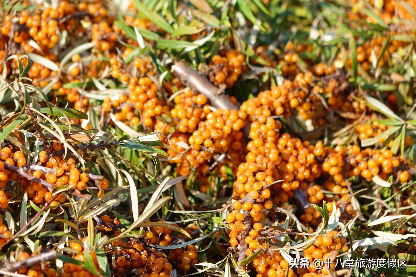 张家口有什么峡谷,张家口有什么大峡谷