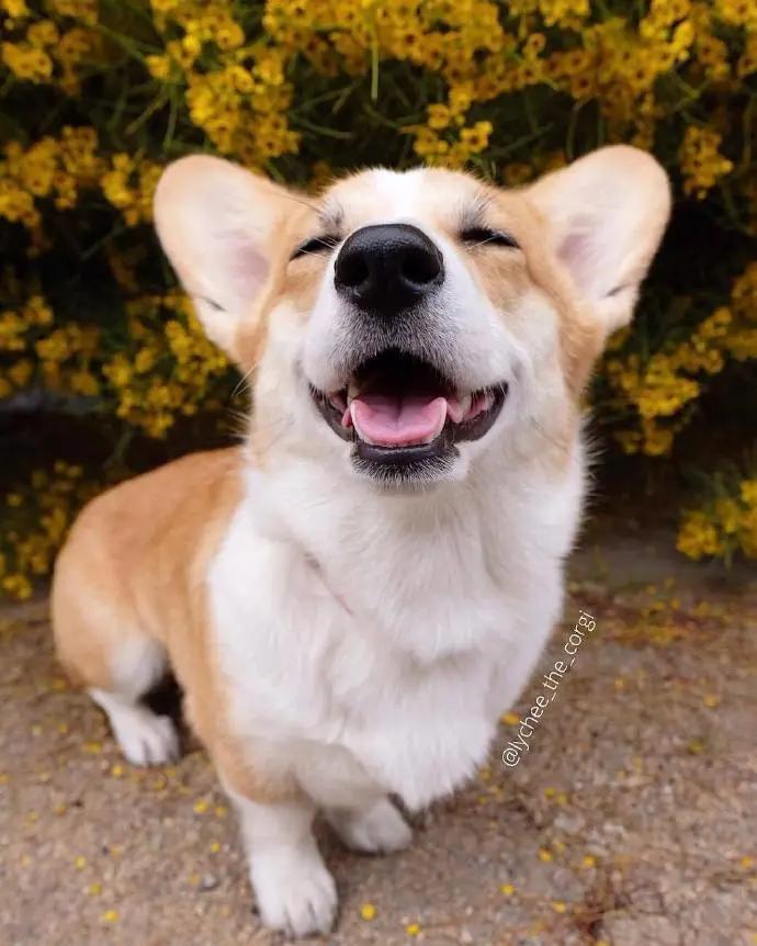 养狗值得吗知乎,新手养狗不建议养吗知乎