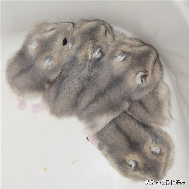 仓鼠里面什么鼠不需要笼养,仓鼠太多如何合笼饲养呢