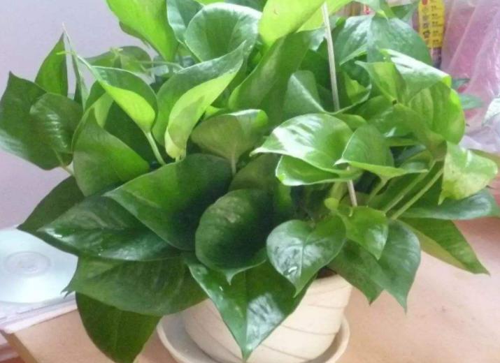 绿萝叶子黄了可以加阿斯匹林吗,绿萝黄叶用阿司匹林可以吗