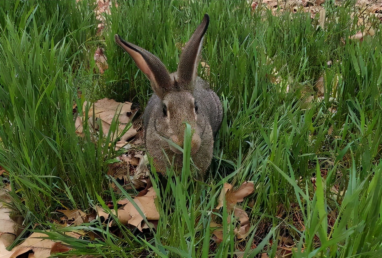 加拿大一枝花是入侵物种吗,加拿大一枝花为何必须铲除