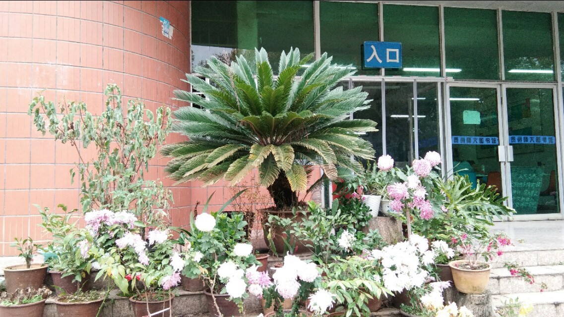 植物小课堂苏铁,苏铁是什么类的植物