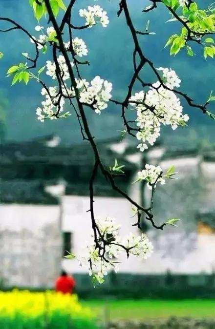 绿水青山鸟语花香人间仙境,绿水青山世外桃源人间美景