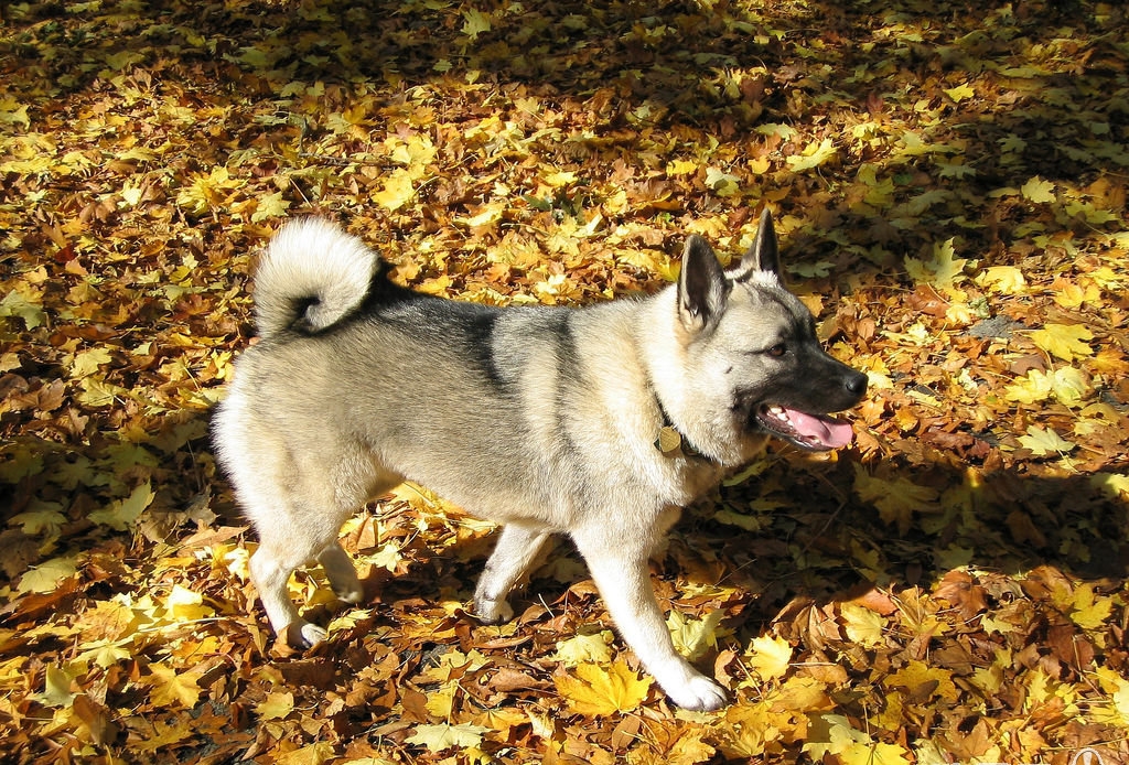 挪威猎鹿犬和荷兰毛狮犬,挪威猎麋犬