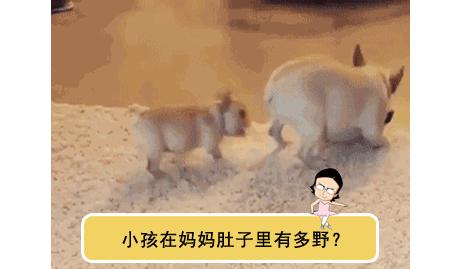 撸过猫撸过狗但你撸过“鱼”吗？