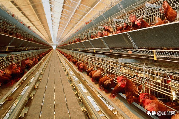 适合农村的家庭小作坊,农村小作坊创业项目