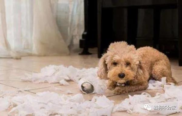 狗狗爱吃纸的原因及解决方法,狗狗爱吃纸壳怎么回事
