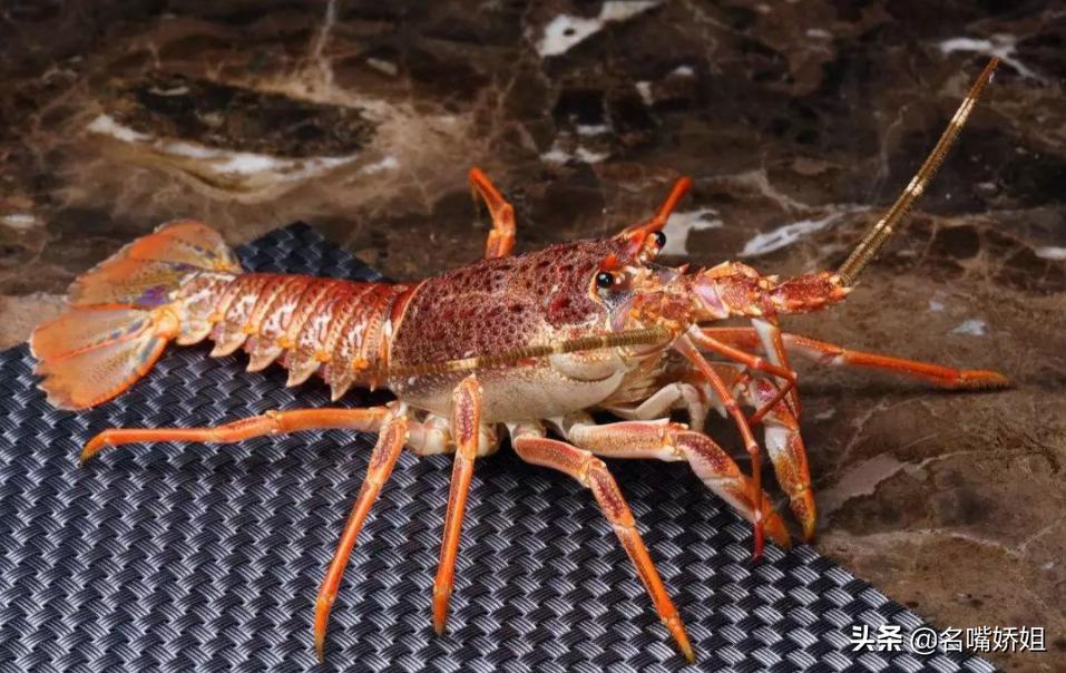 龙虾长生不老的原因,能够长生不老的龙虾