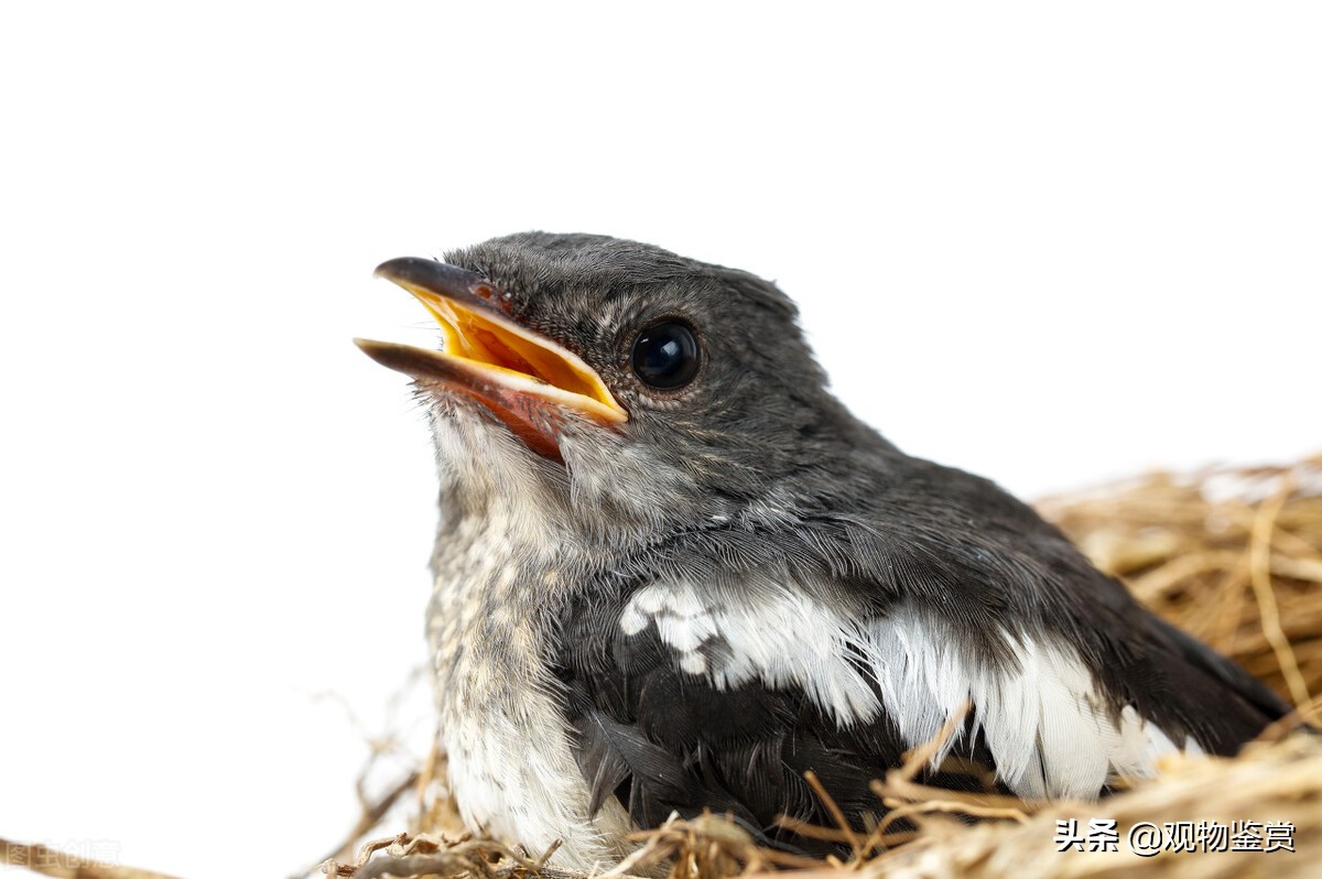 八哥善于说什么语言,八哥容易学会的词语