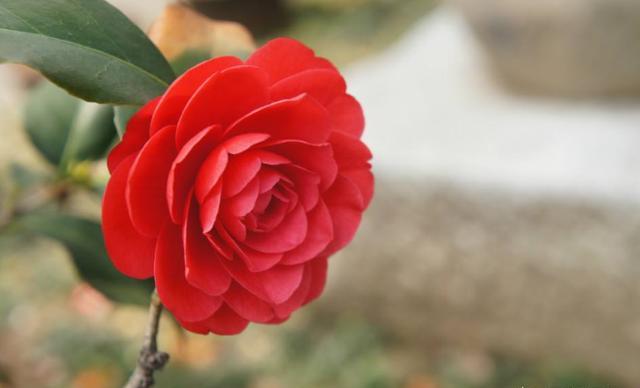 养花肥害是什么表现,养花肥害