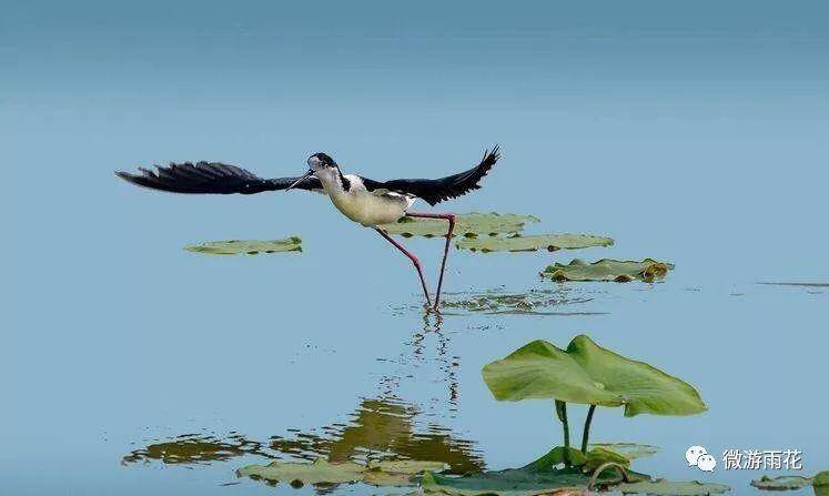 南京三桥湿地生态公园,南京三桥湿地公园