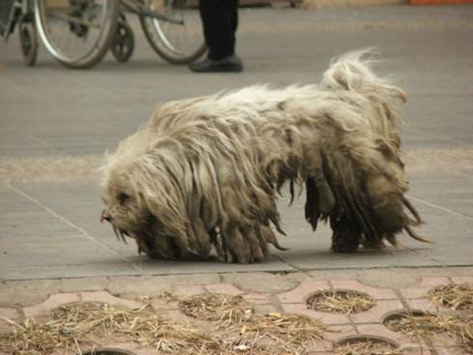 狗狗的健康需要铲屎官怎样来守护,高发期铲屎官要多留意狗狗的状态