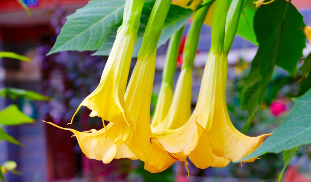 10种最毒花卉,20种大毒花