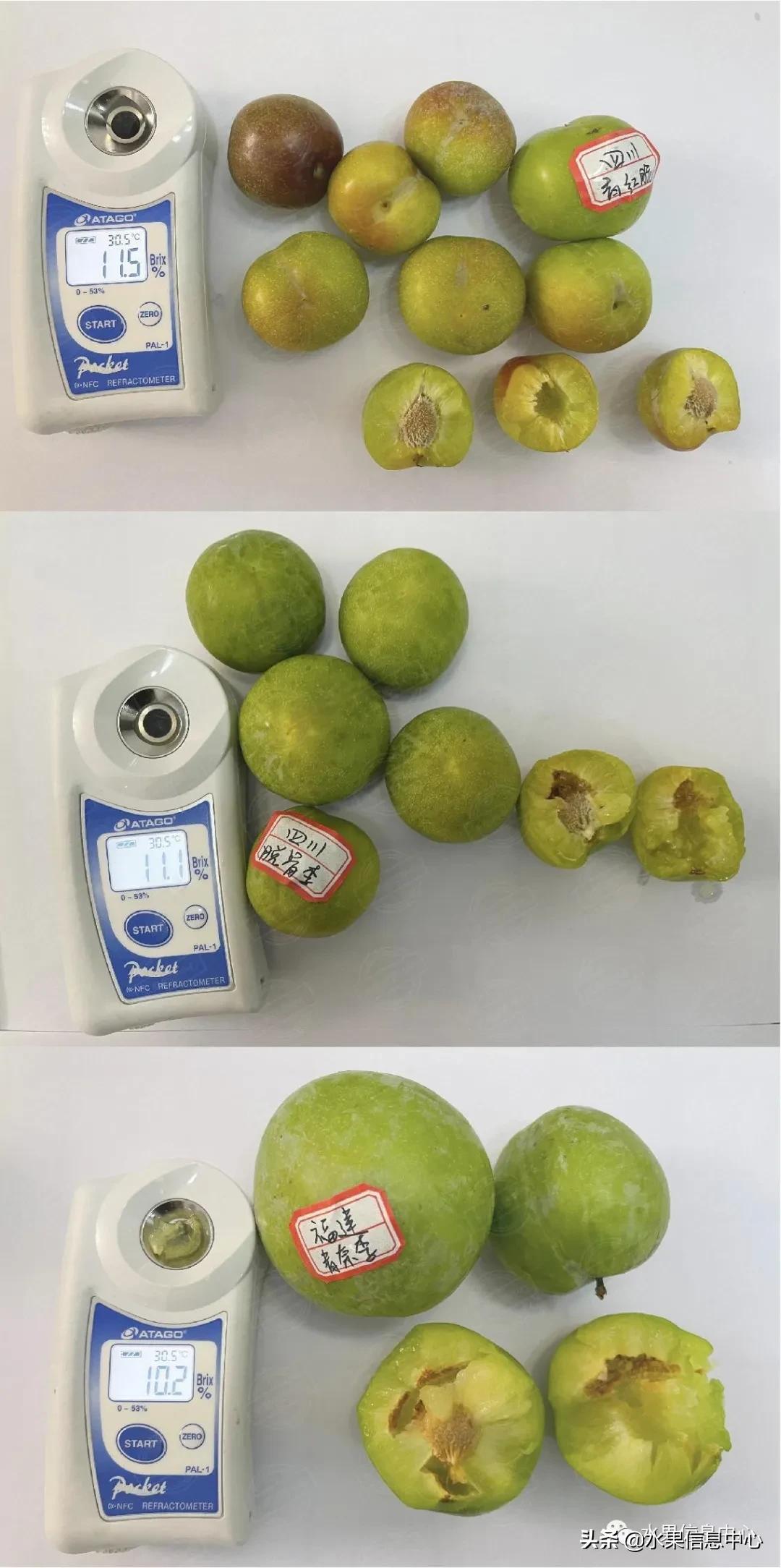 李子柒测评黄桃罐头,正宗蜂糖李子几月份成熟