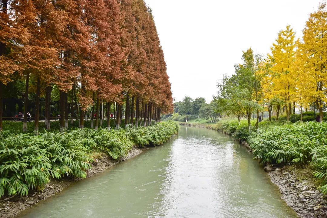 成华头条杉板桥,成华头条正能量