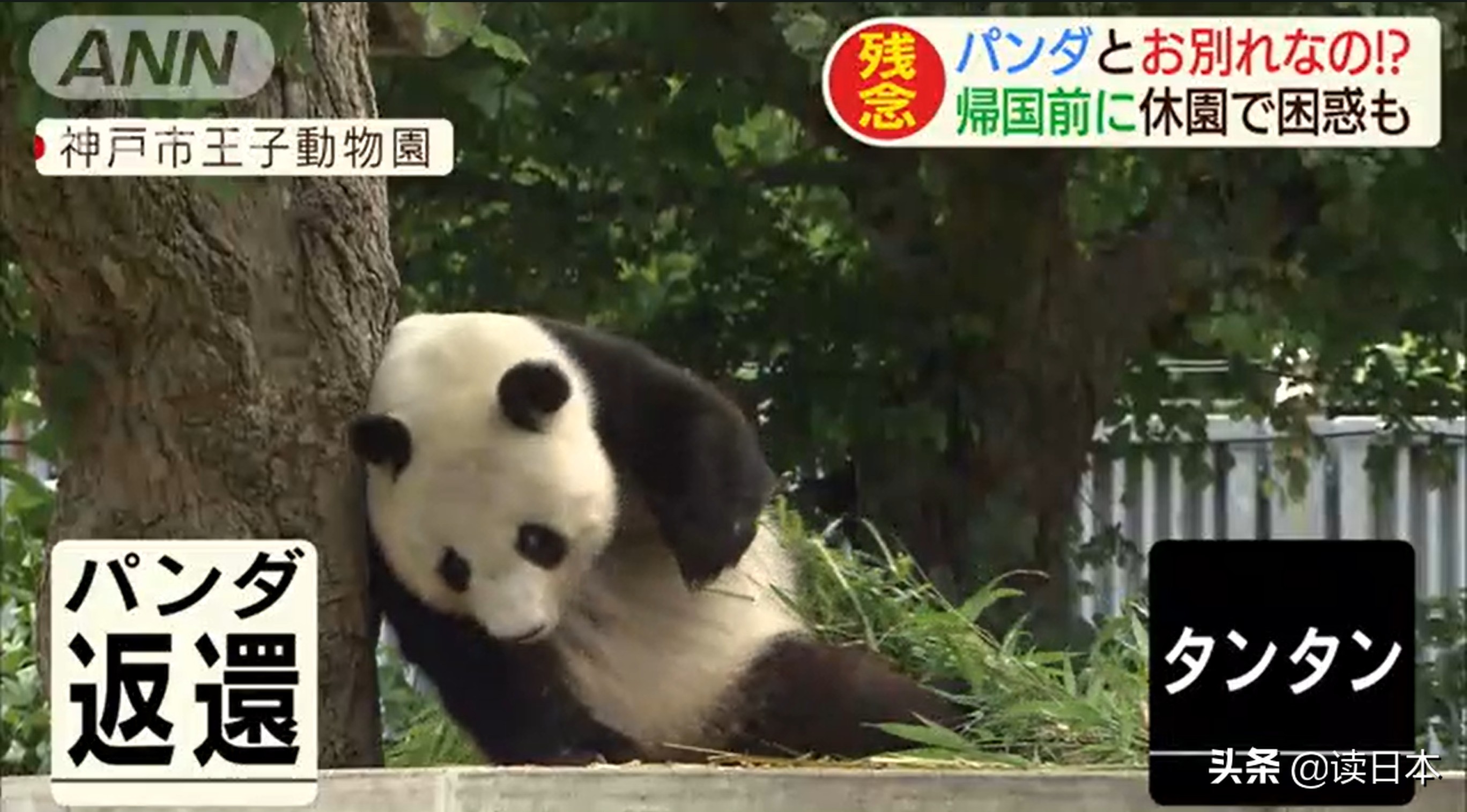 日本的顶级流量担当者大熊猫！日本人的熊猫情结疯狂到你想不到
