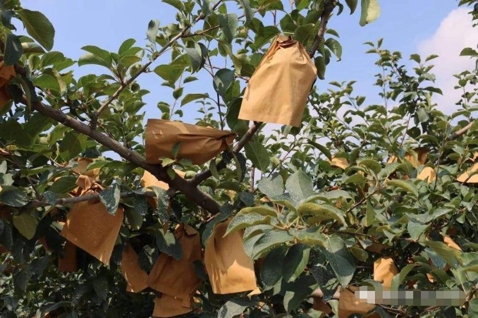 苹果套袋有讲究，何时套袋最适宜，进来看看不吃亏