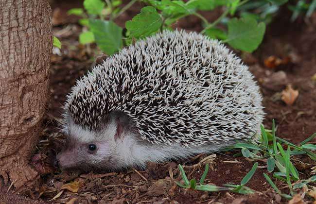 人类十大不能吃的野生动物是什么,其排名如何?